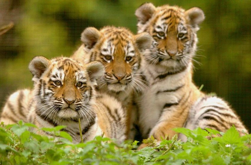 Chọn Lọc 25 Ảnh Con Hổ Cute Đáng Yêu Nhất