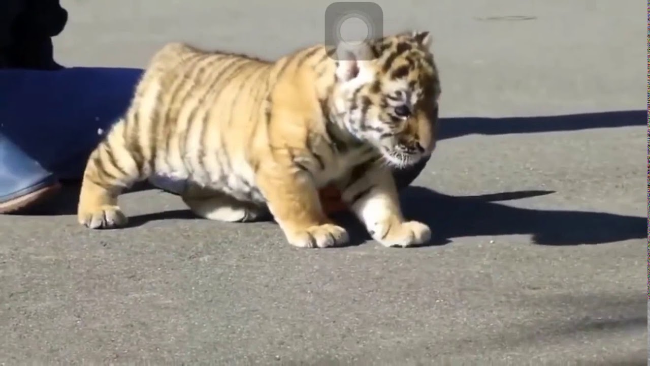 chon-loc-25-anh-con-ho-cute-dang-yeu-nhat-5