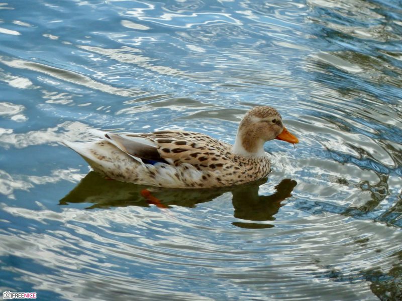 suu-tam-25-anh-con-vit-cute-dang-yeu-nhat-10