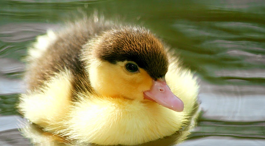 suu-tam-25-anh-con-vit-cute-dang-yeu-nhat-15