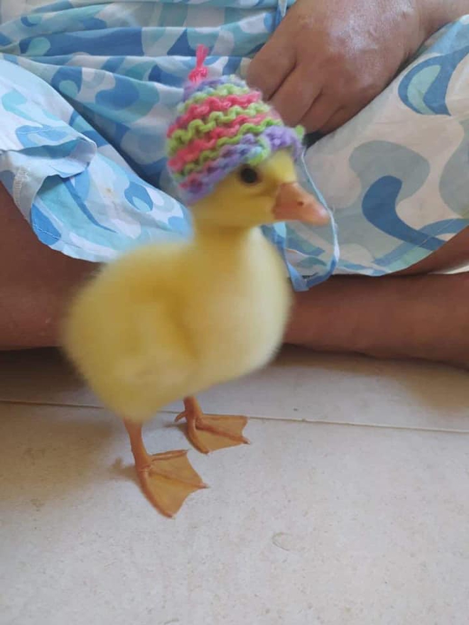 suu-tam-25-anh-con-vit-cute-dang-yeu-nhat-21