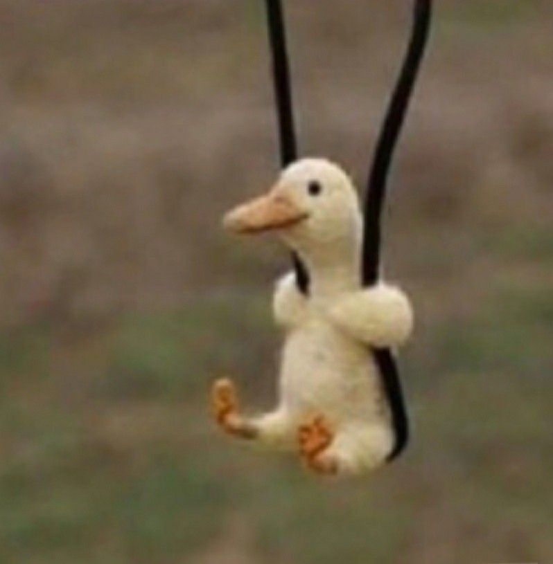 suu-tam-25-anh-con-vit-cute-dang-yeu-nhat-22