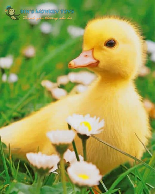 suu-tam-25-anh-con-vit-cute-dang-yeu-nhat-4