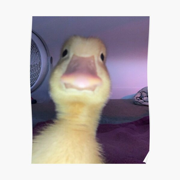 suu-tam-25-anh-con-vit-cute-dang-yeu-nhat-5