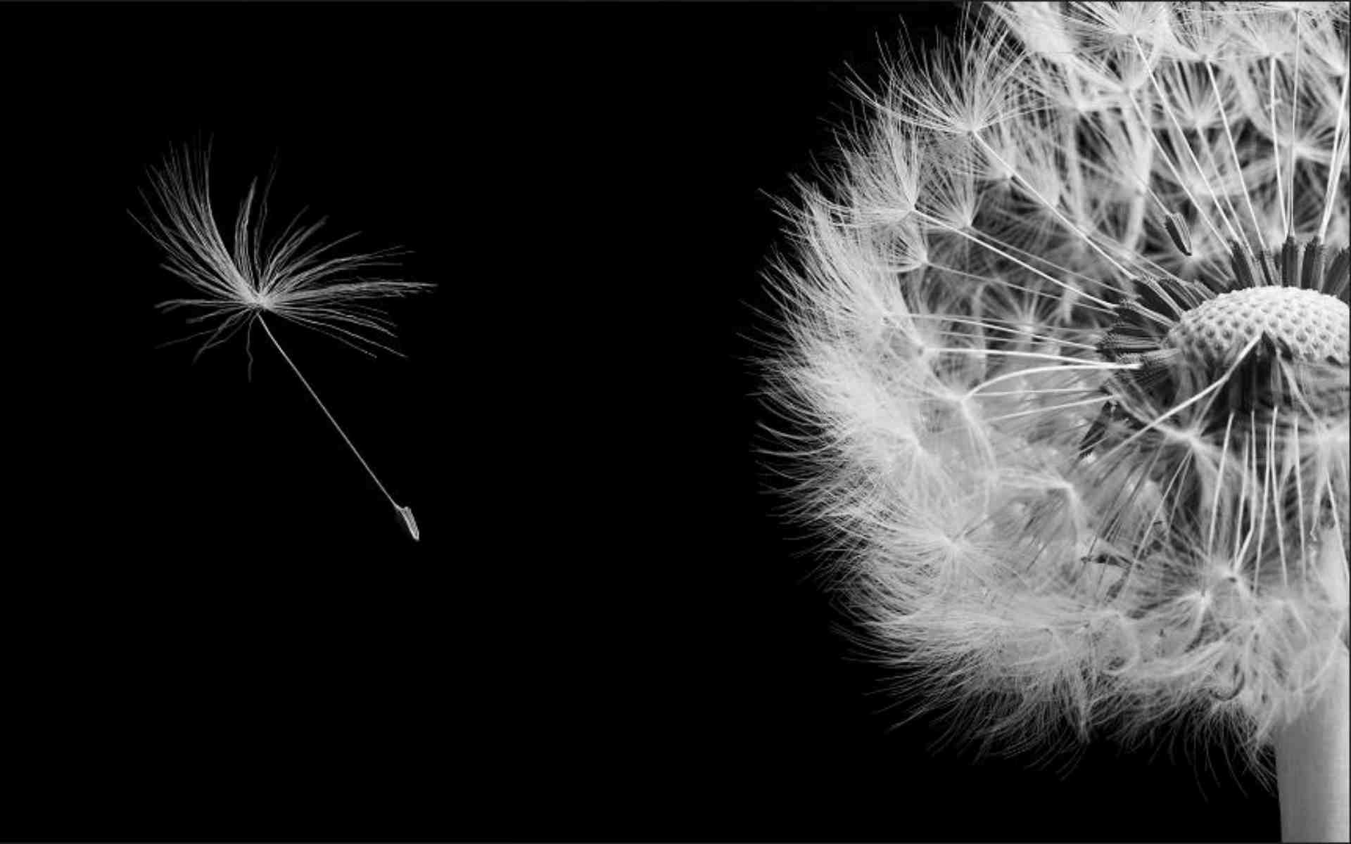 Hình nền trắng đen anime