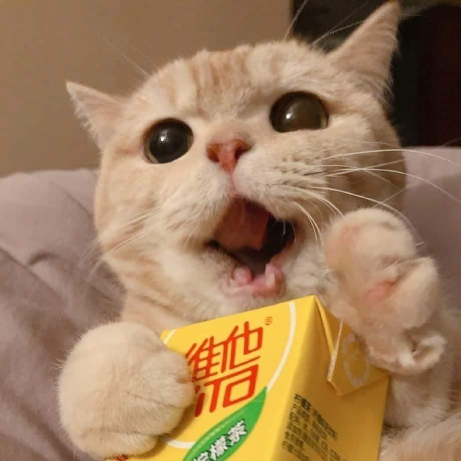 Meme mèo cười cute