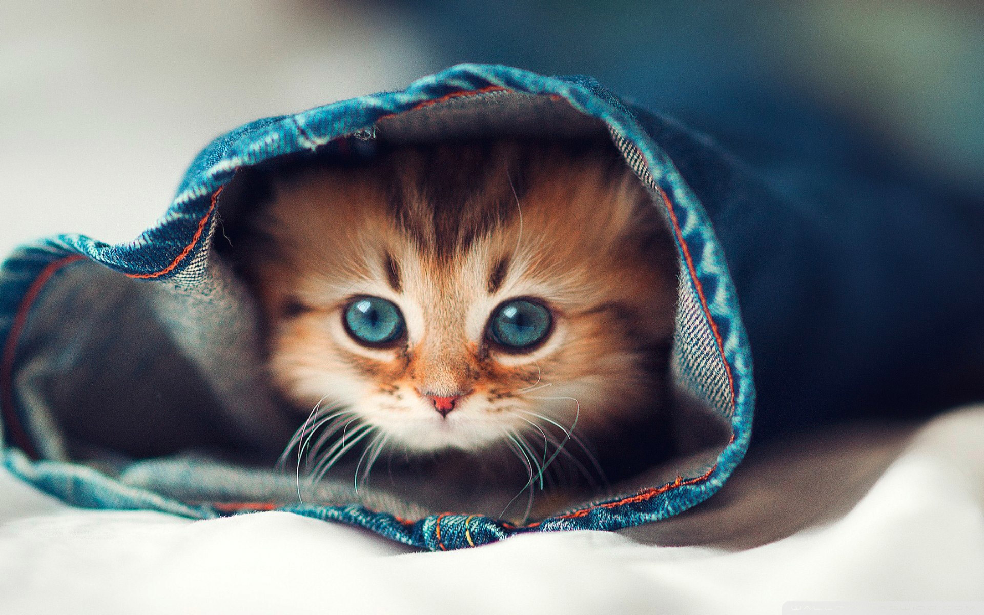 TOP 101 hình ảnh con mèo cute siêu lầy lội được yêu thích nhất  PGD  Sơn  Hà