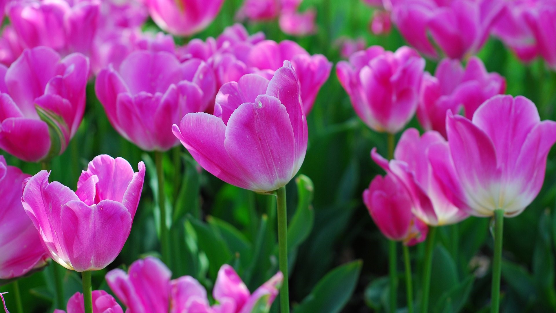 Hình nền hoa tulip hồng