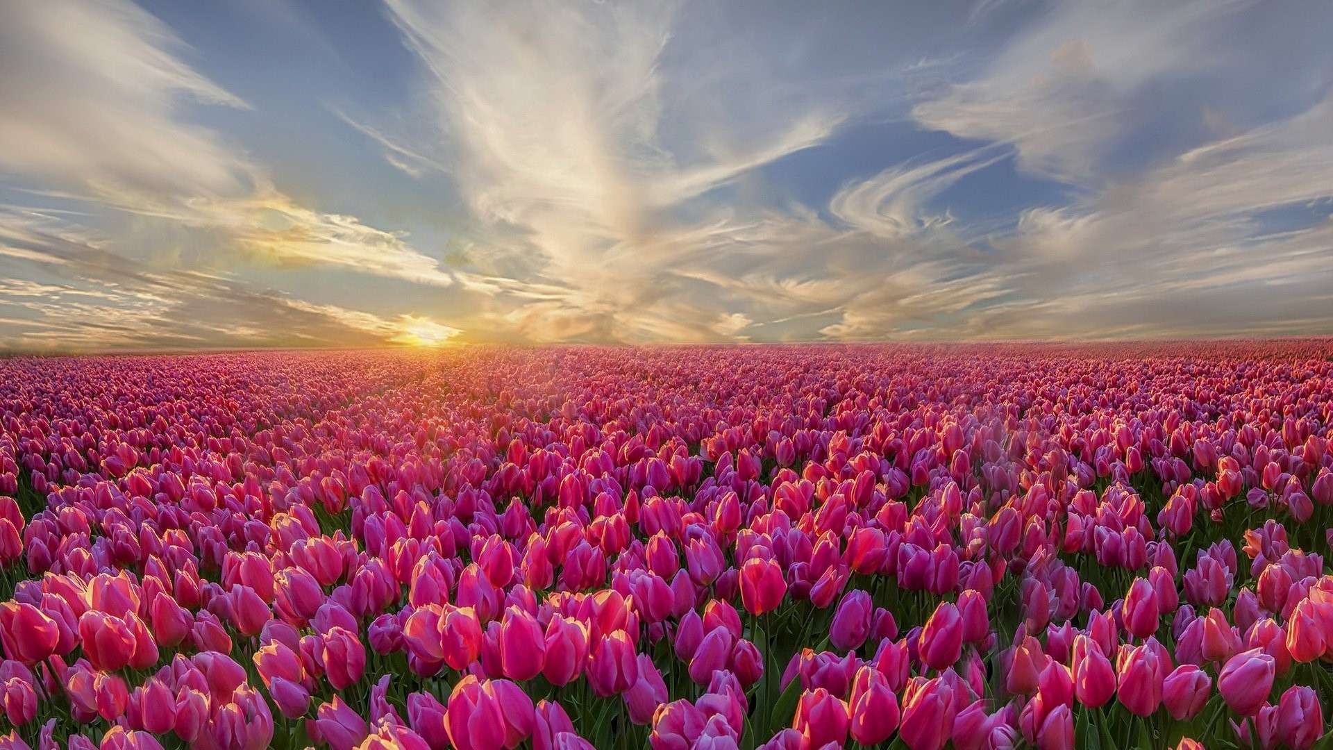 Hình nền hoa tulip chill