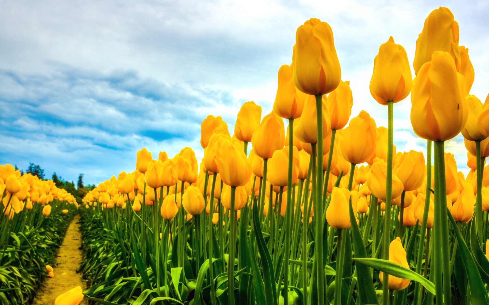 Hình nền hoa tulip xanh