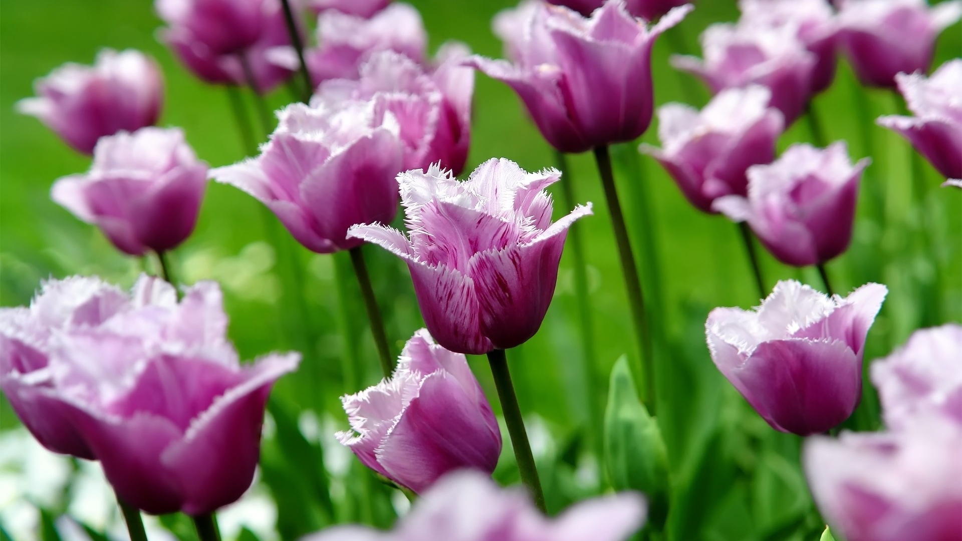 Hình nền hoa tulip trắng