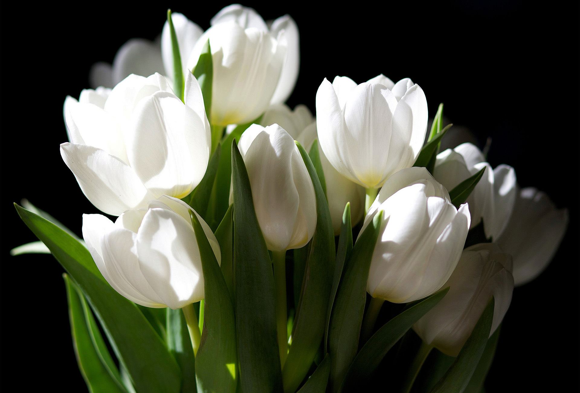 Hình nền hoa tulip chill