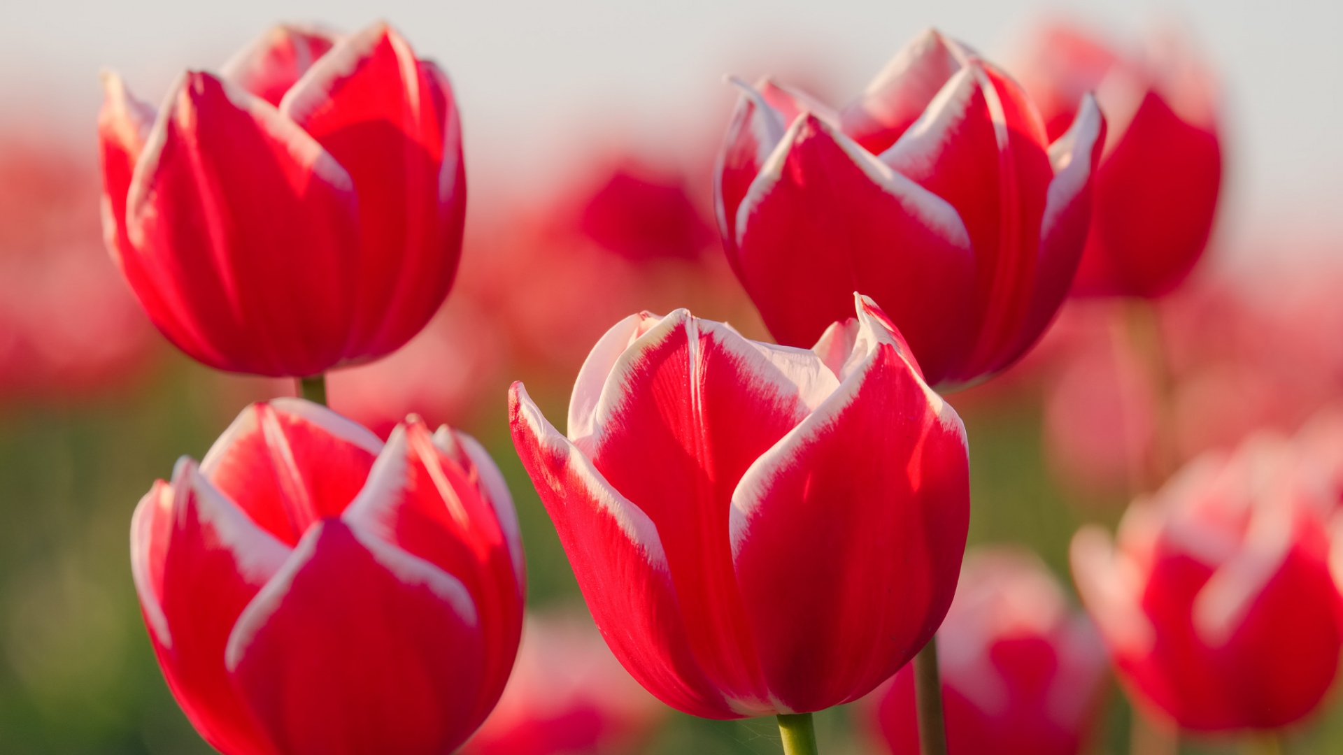 Hình nền hoa tulip đẹp