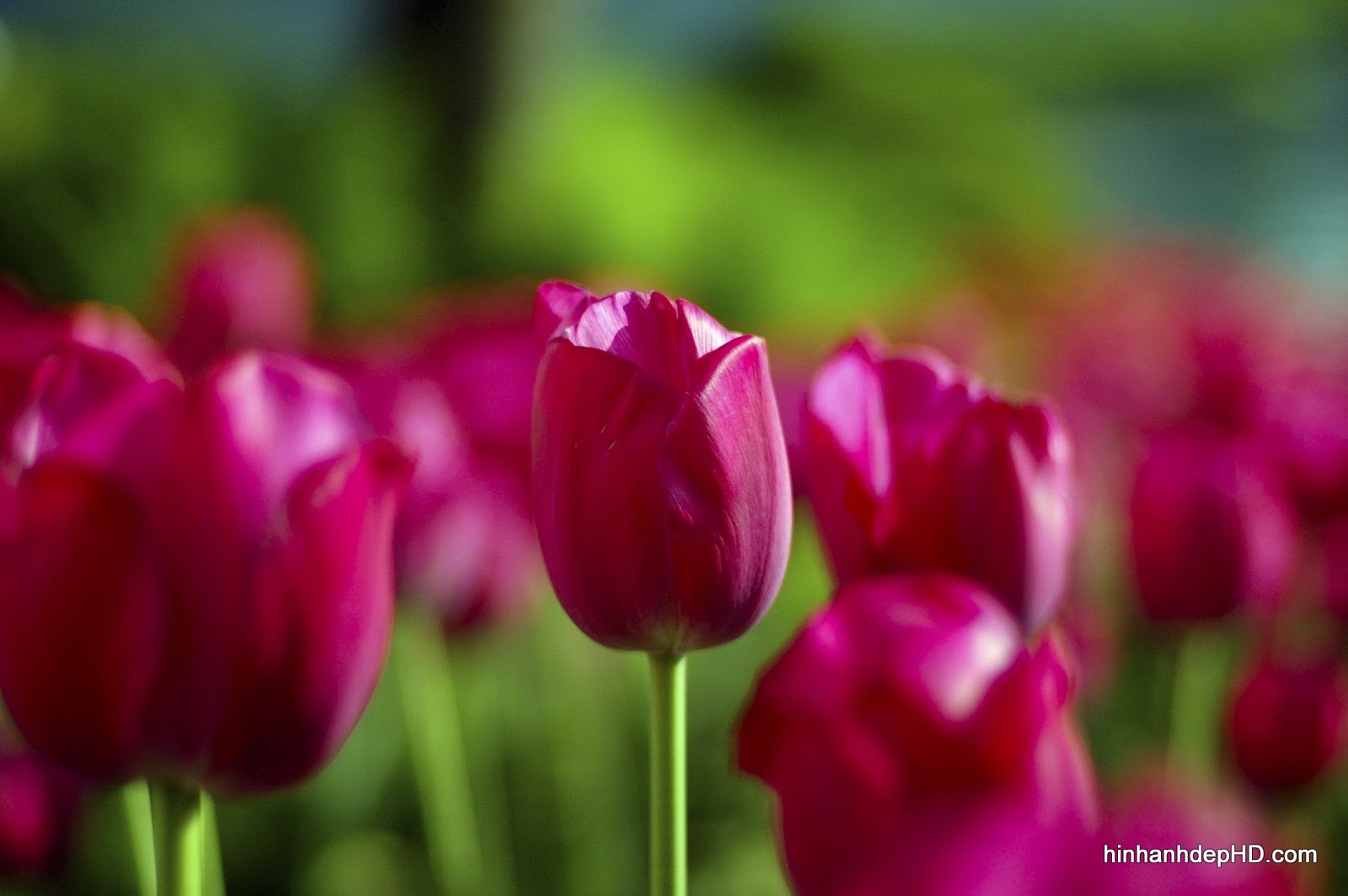 Hình nền hoa tulip xanh
