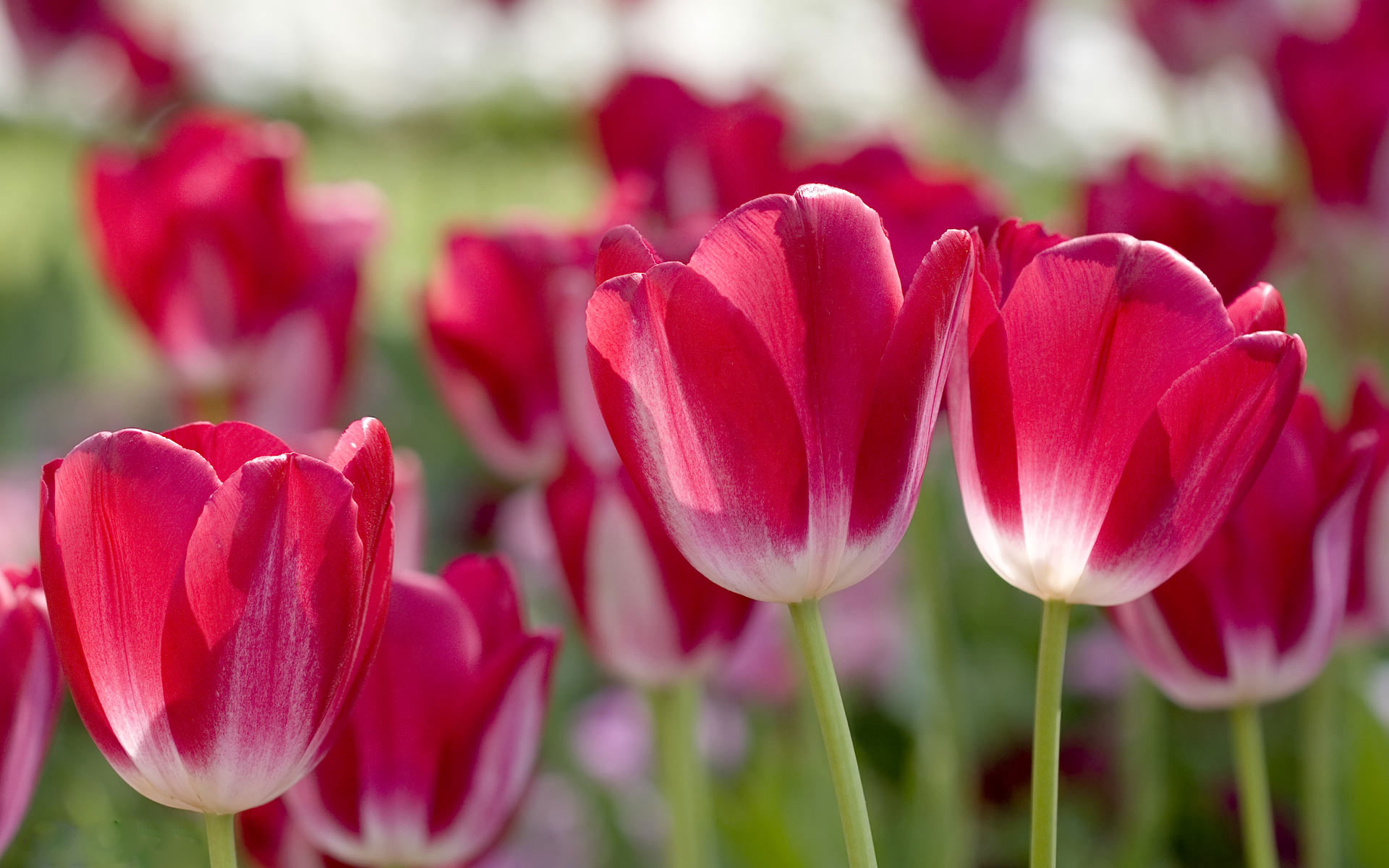 Hình nền hoa tulip cute