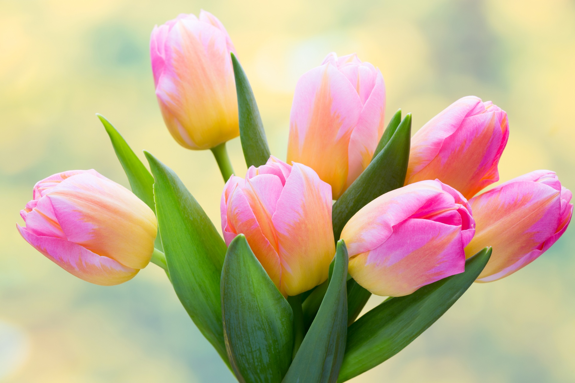 Hình nền hoa tulip cute