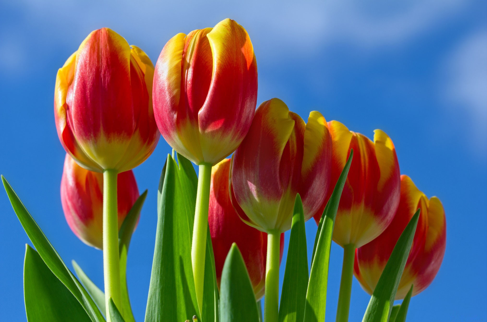 Hình nền hoa tulip