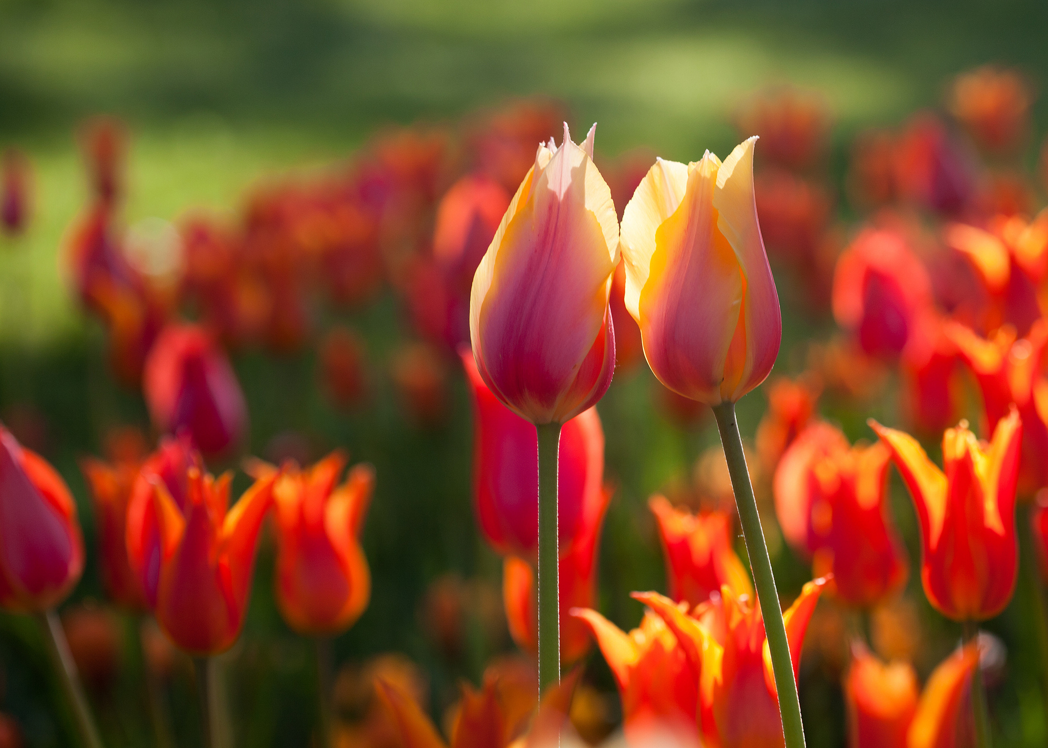 Hình nền hoa tulip đẹp