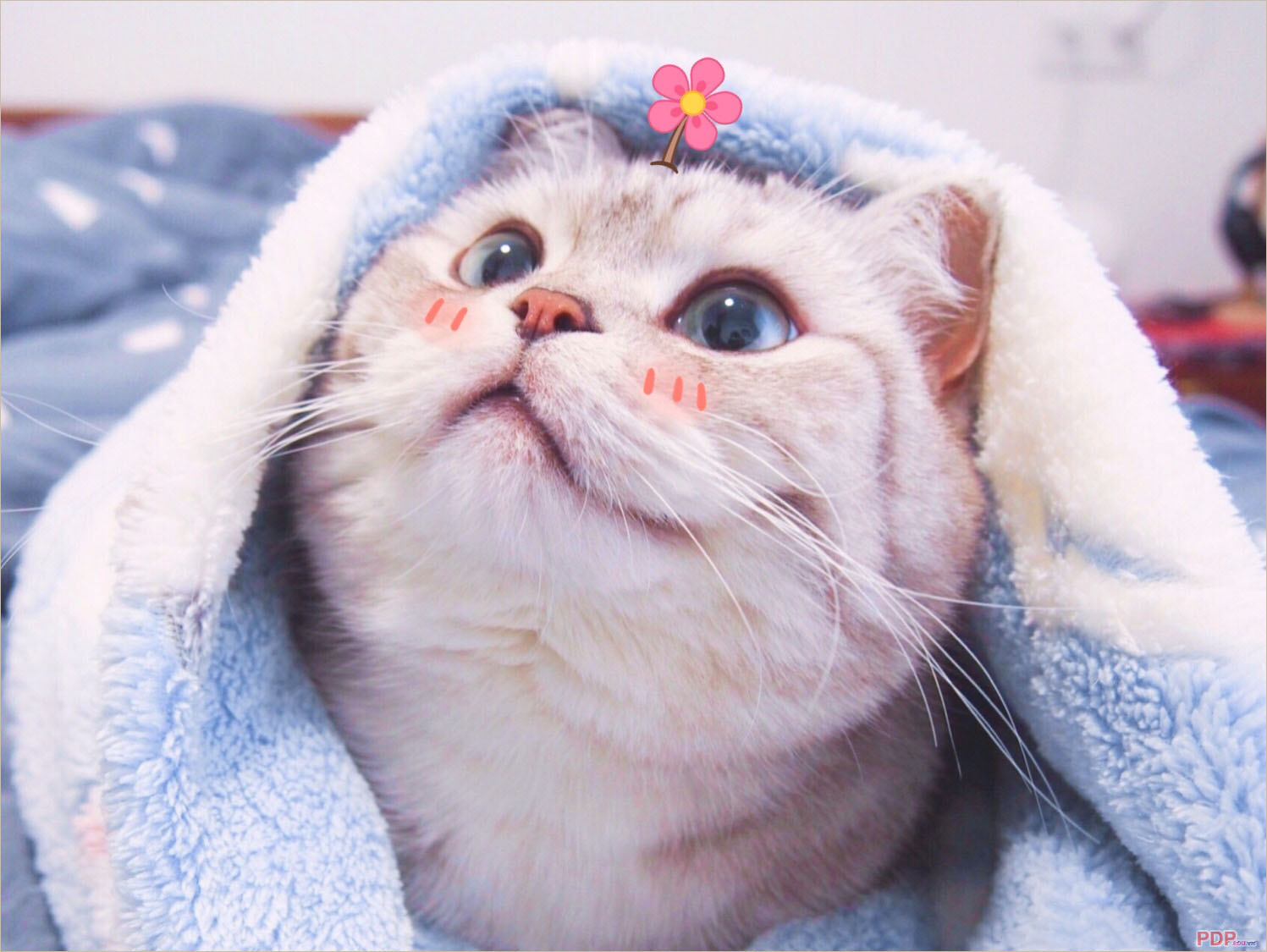 Khám phá nhiều hơn 97 mèo cute hình nền hay nhất  Tin học Đông Hòa