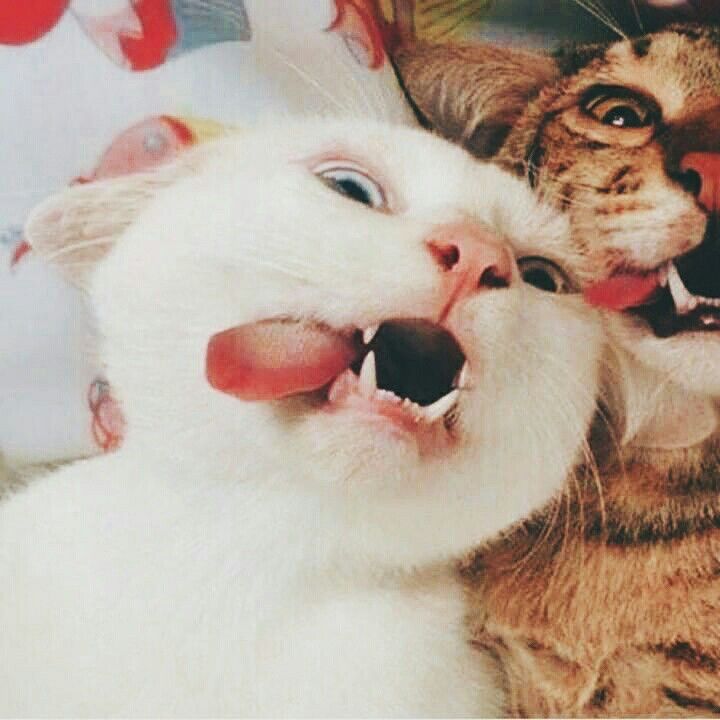 Avatar đôi mèo meme