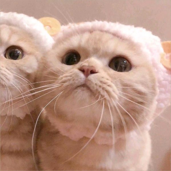 Avatar đôi mèo dễ thương
