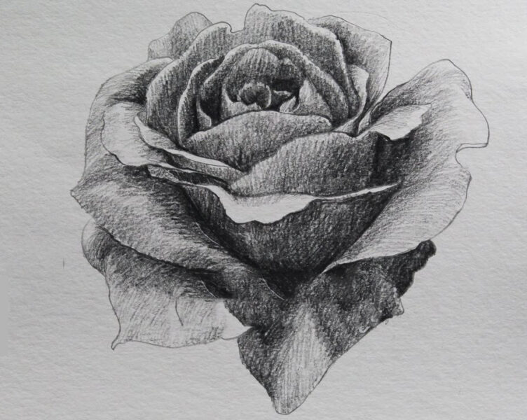 hình vẽ hoa hồng