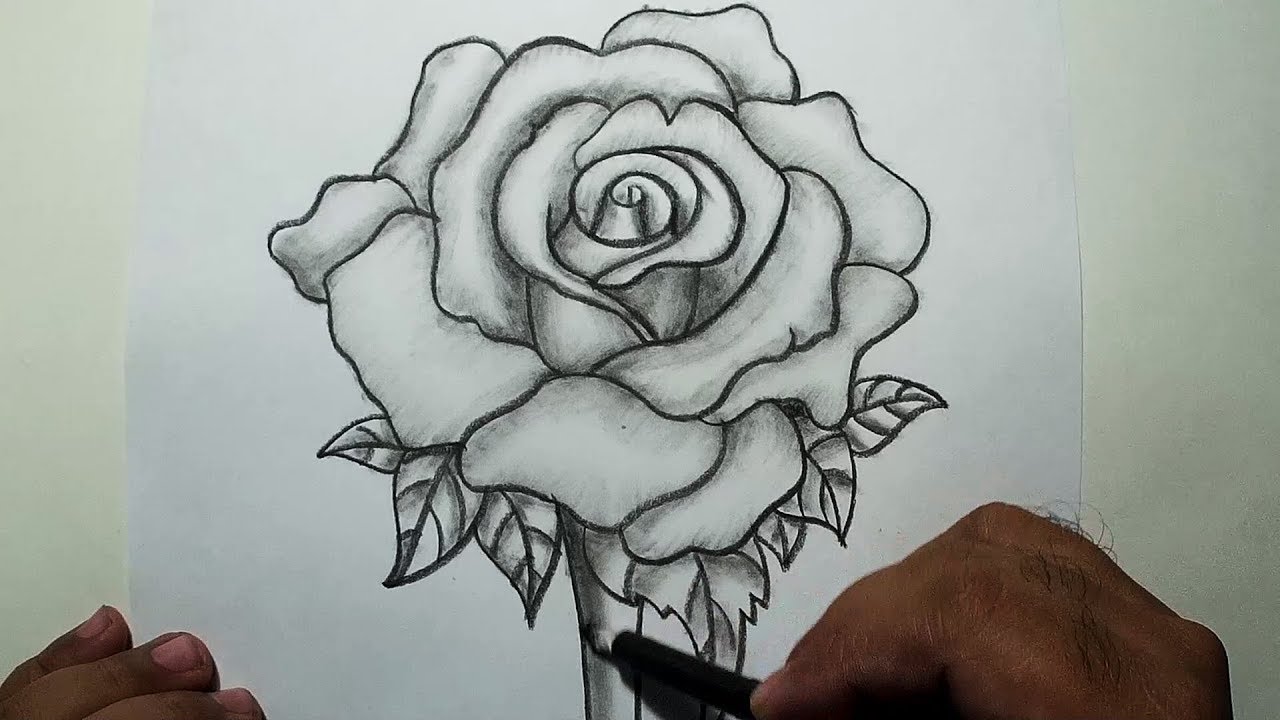 hình vẽ hoa hồng