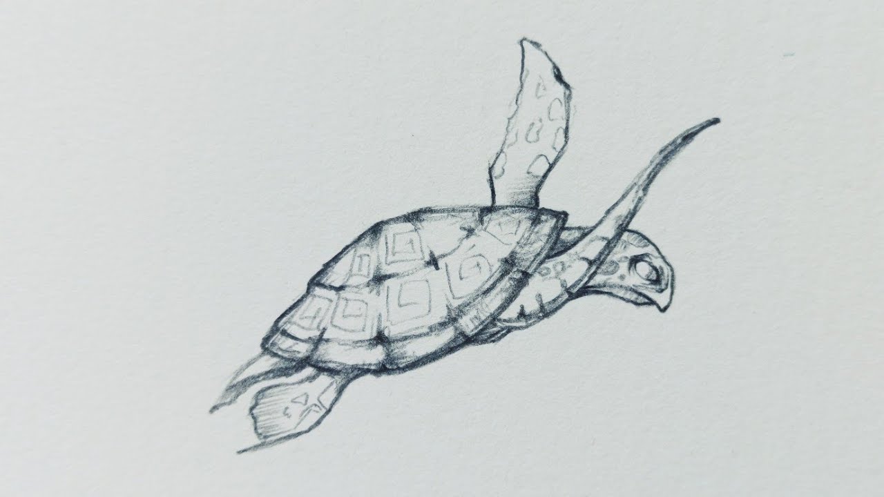 hình vẽ con rùa