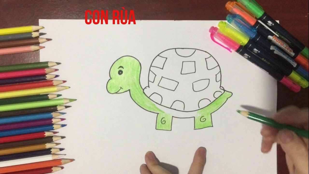 hình vẽ con rùa