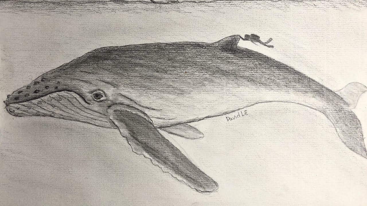 hình vẽ cá voi
