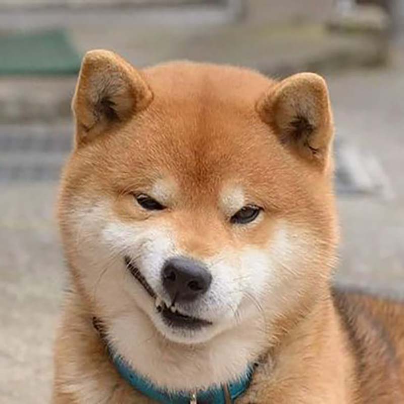 Meme con chó cười