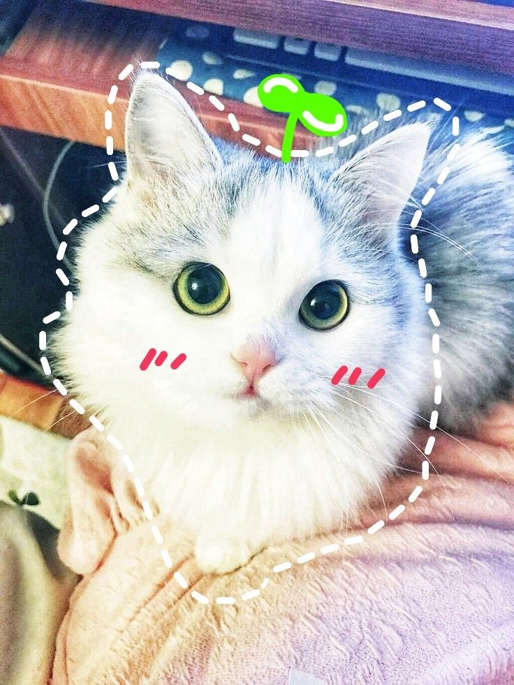 Avatar mèo cute ff