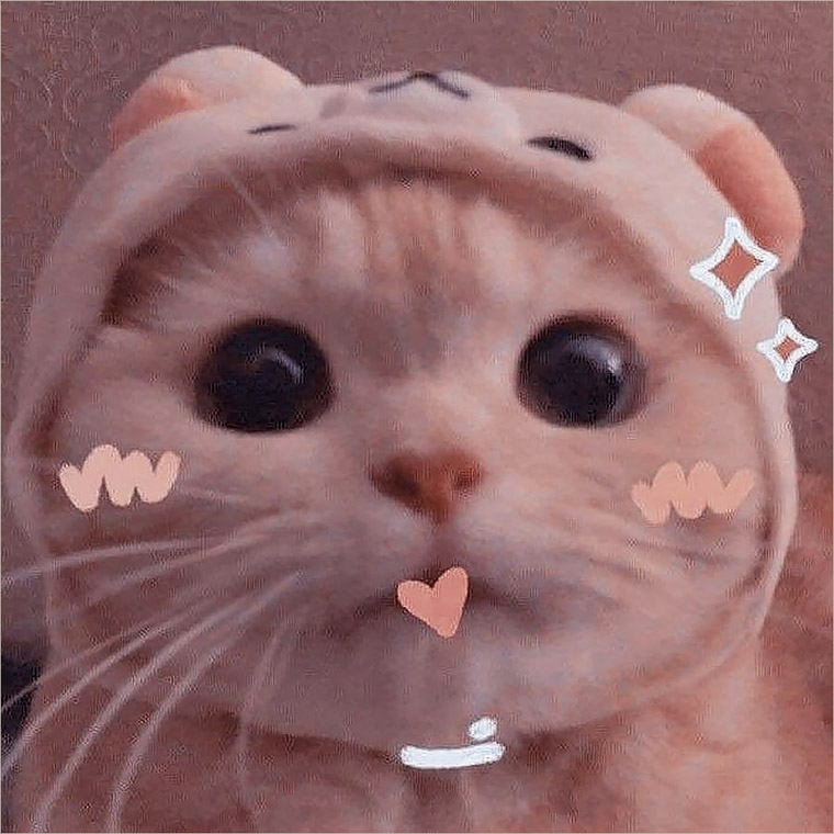 Avatar mèo cute ngầu