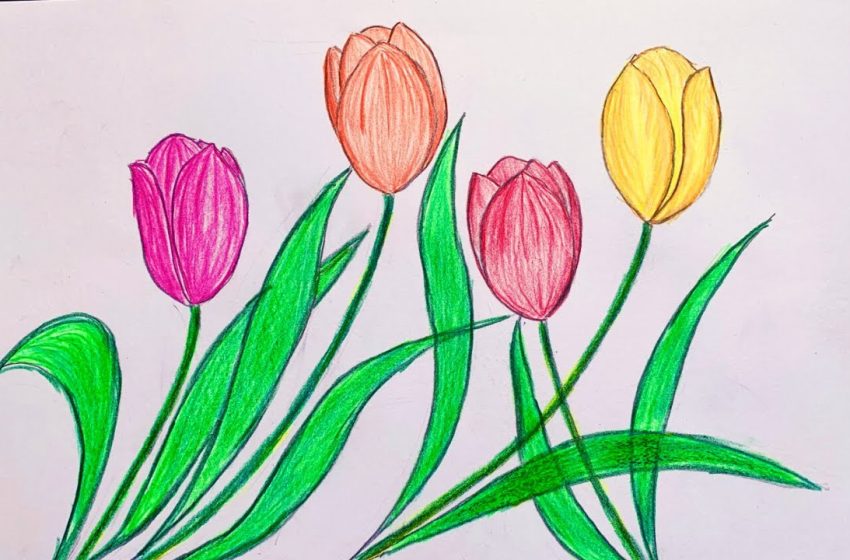  Tổng Hợp 25+ Hình Vẽ Hoa Tulip Đẹp Mắt, Đơn Giản, Dễ Vẽ Nhất