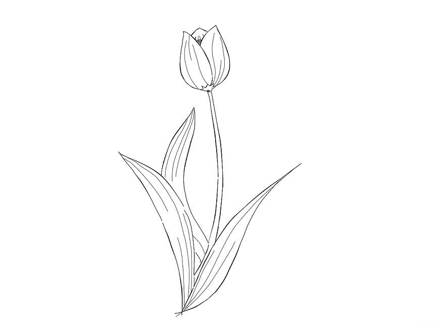 Tổng Hợp 25+ Hình Vẽ Hoa Tulip Đẹp Mắt, Đơn Giản, Dễ Vẽ Nhất