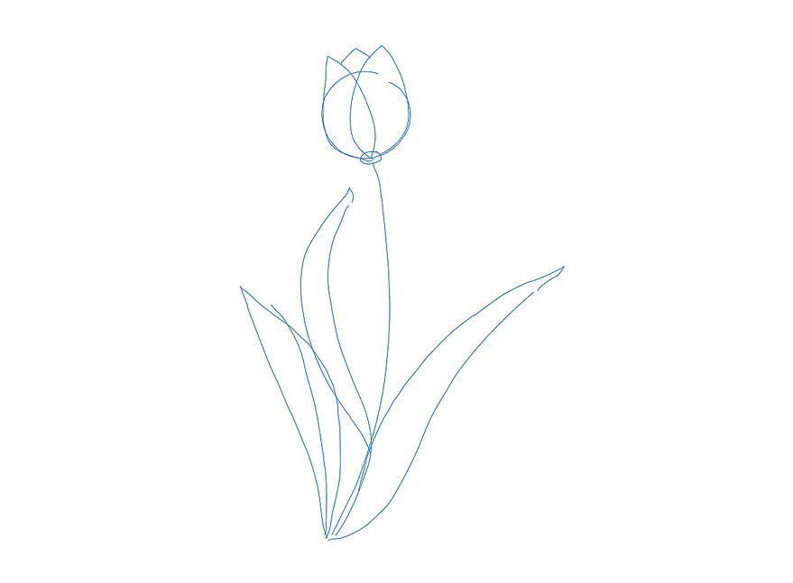 hình vẽ hoa tulip