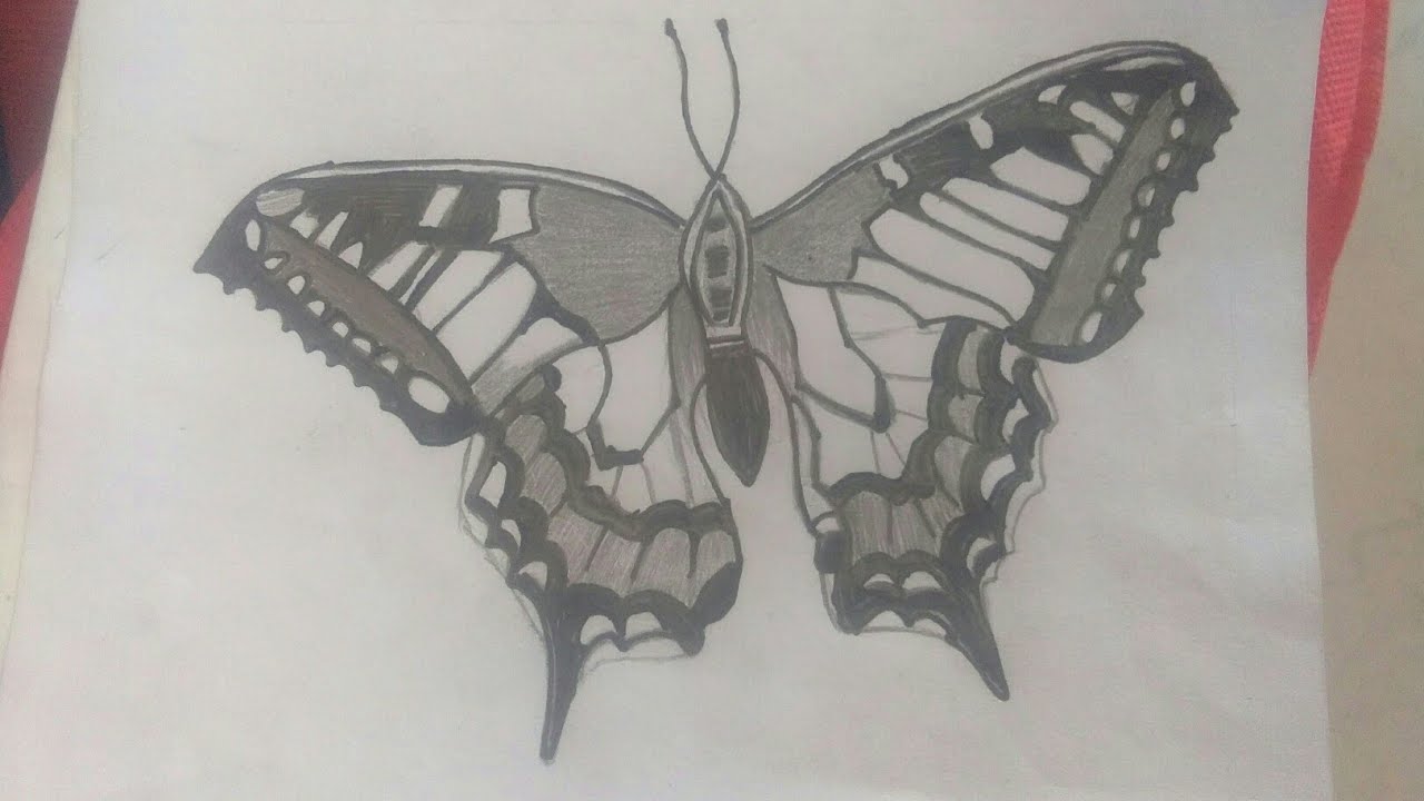 hình vẽ bướm