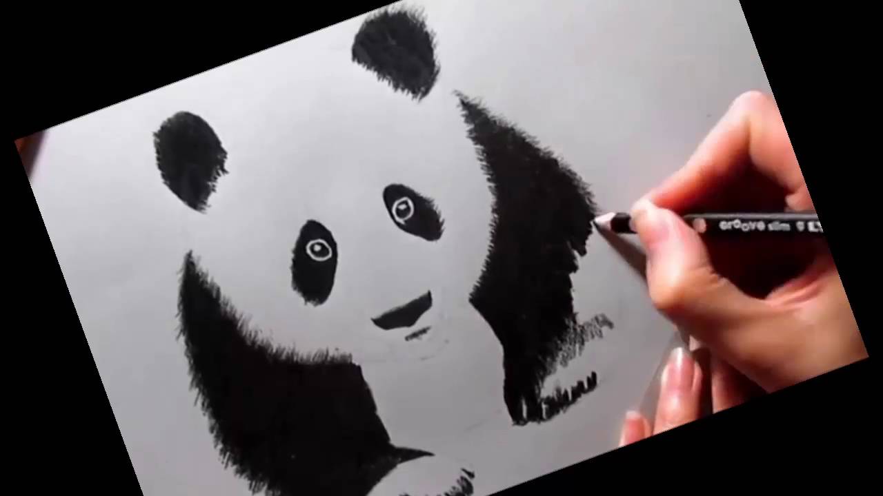 Xem hơn 100 ảnh về hình vẽ con gấu trúc  daotaonec