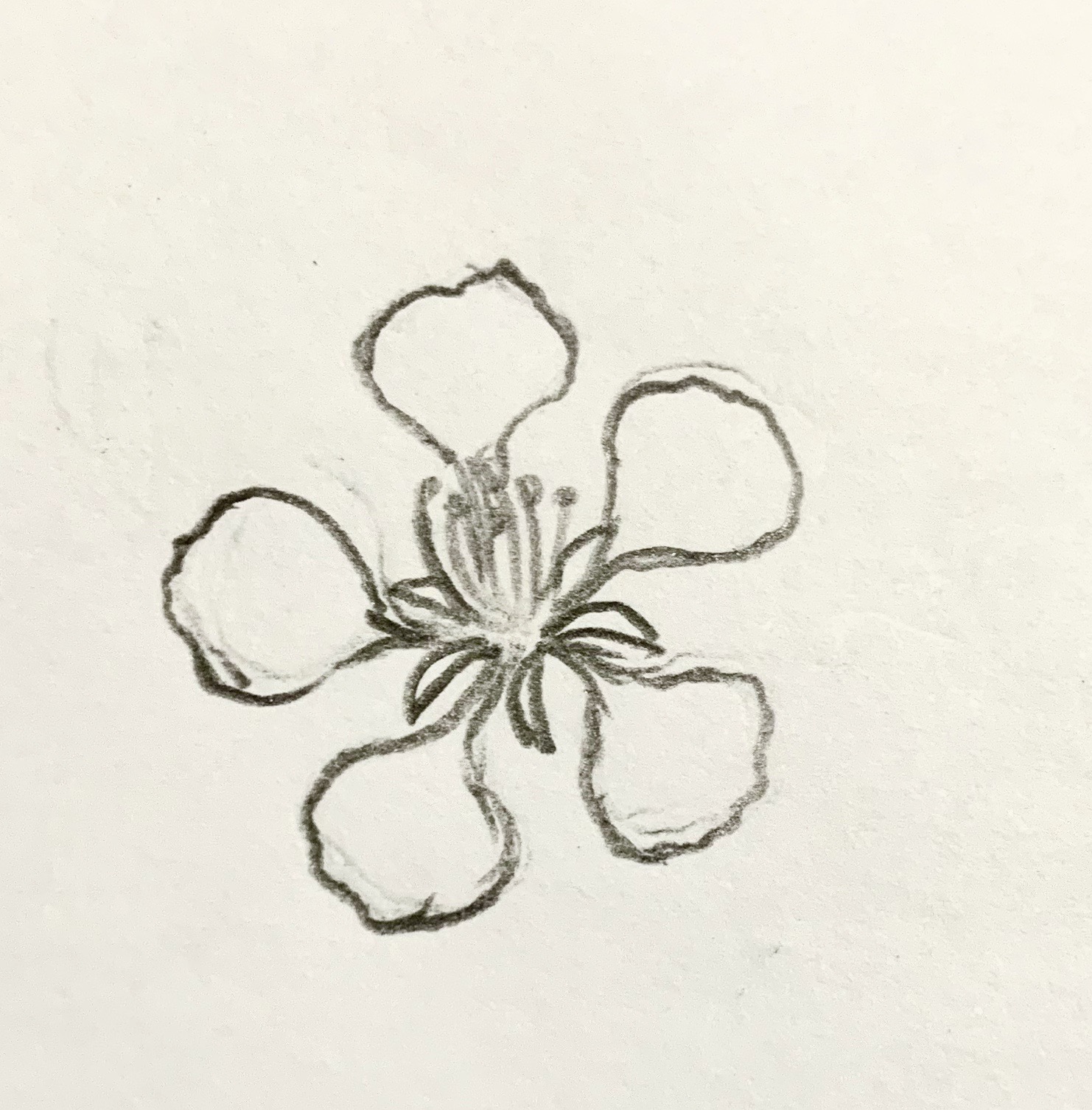 hình vẽ hoa phượng