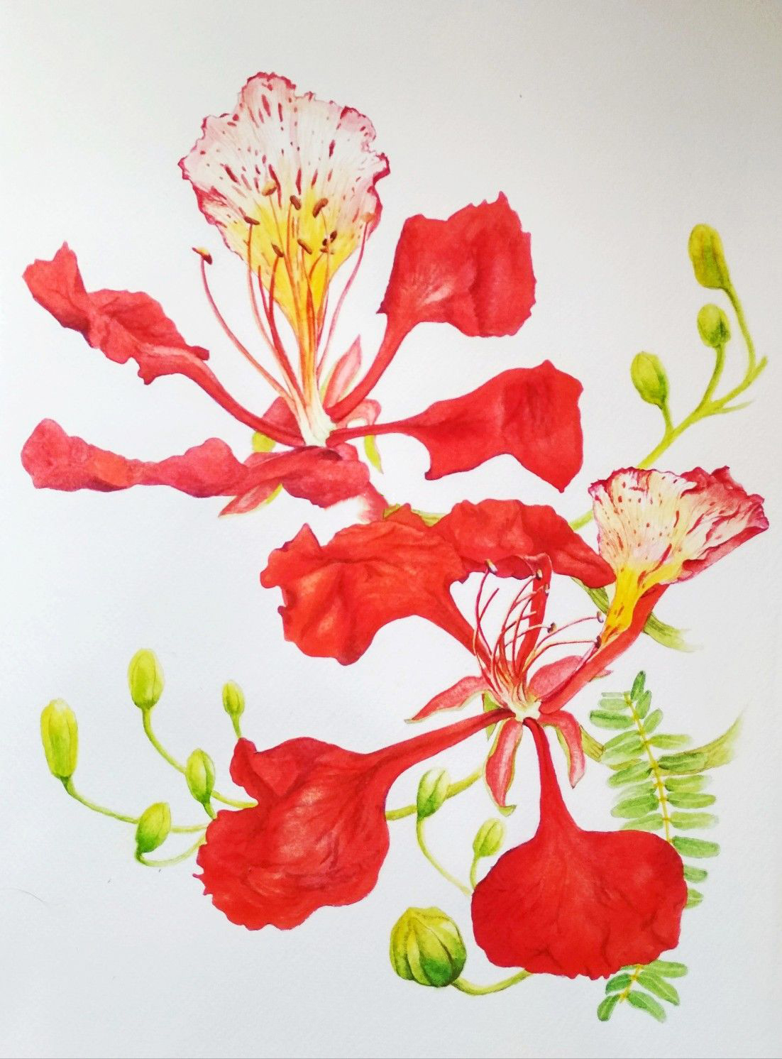 Khám phá với hơn 268 vẽ hoa phượng bằng bút chì không thể bỏ qua  Tin Học  Vui