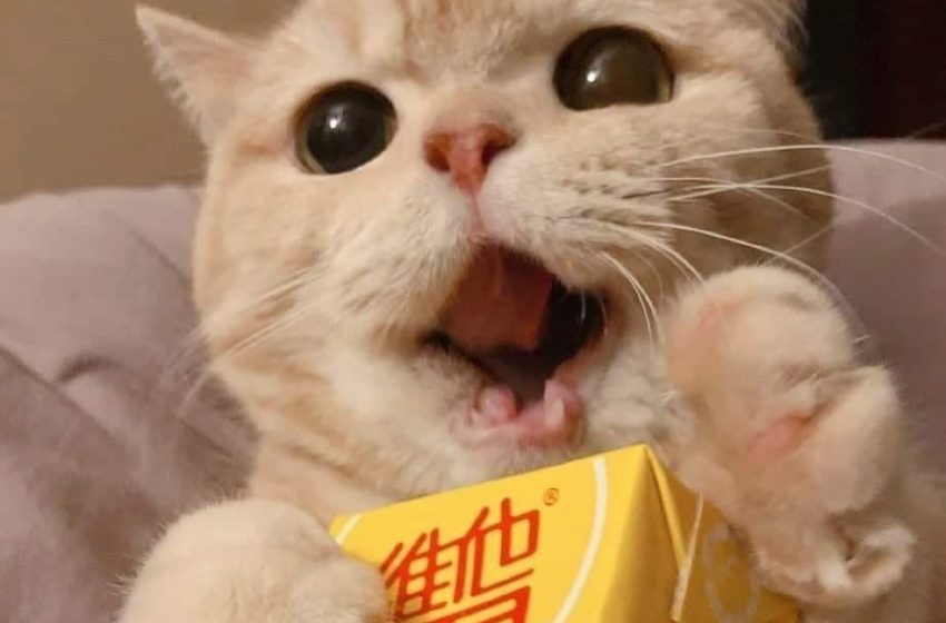  Tổng Hợp 25 Meme Mèo Cute Đáng Yêu Nhất Trên Mạng