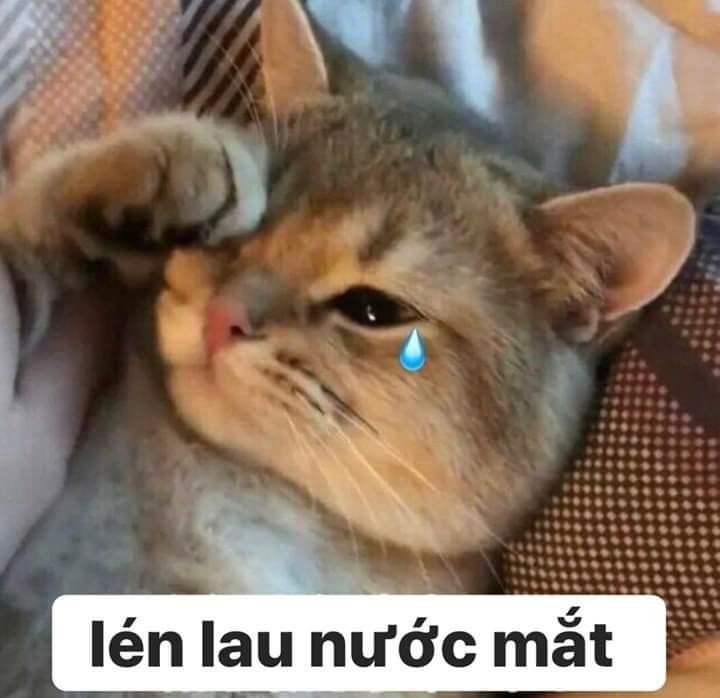 Meme mèo cute khóc