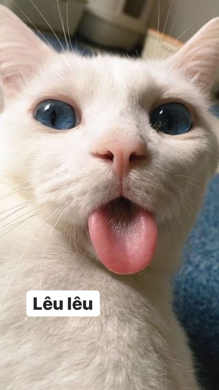 Tổng Hợp 25 Meme Mèo Cute Đáng Yêu Nhất Trên Mạng