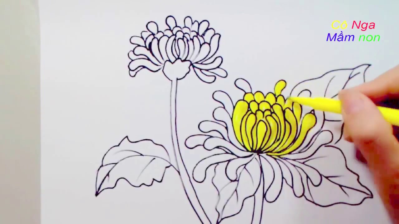 hình vẽ hoa cúc