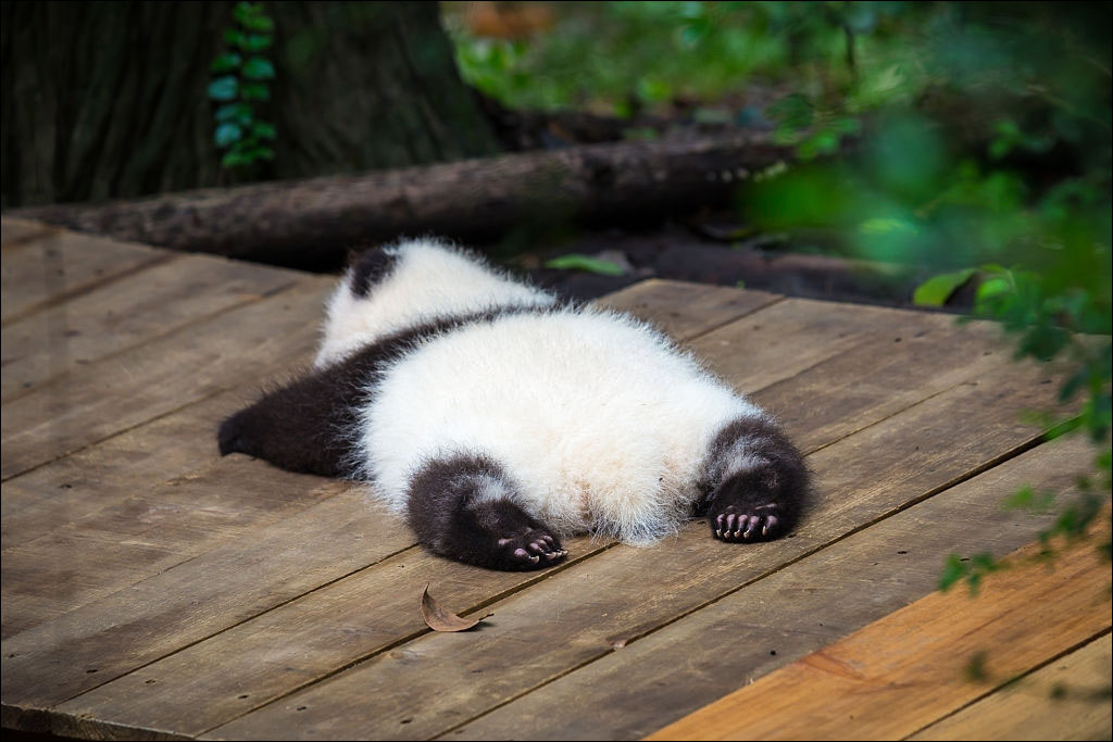 suu-tam-25-anh-gau-truc-cute-de-ban-cuoi-dua-ca-ngay_13 suu-tam-25-anh-gau-truc-cute-de-ban-cuoi-dua-ca-ngay-13